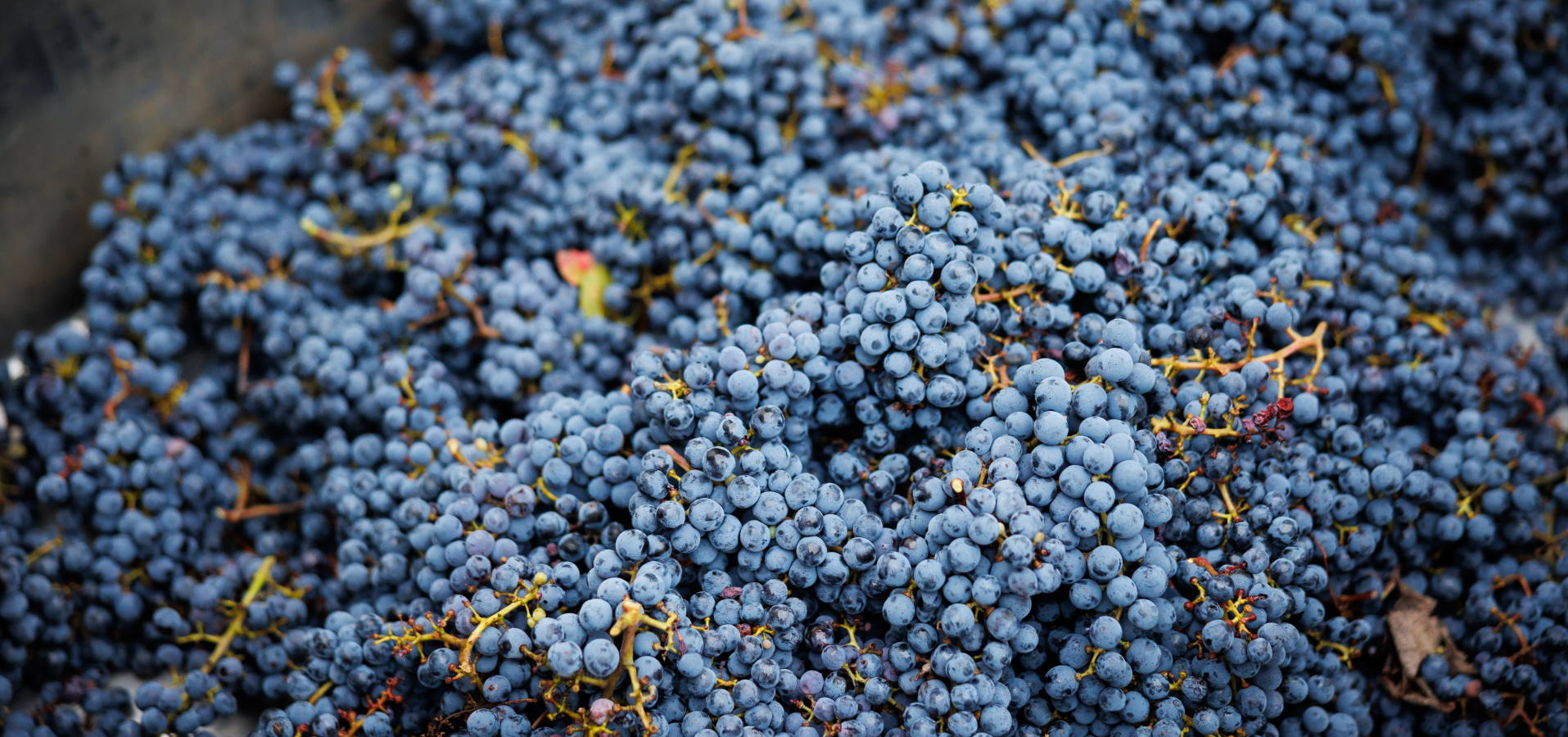 headerbild_weingut